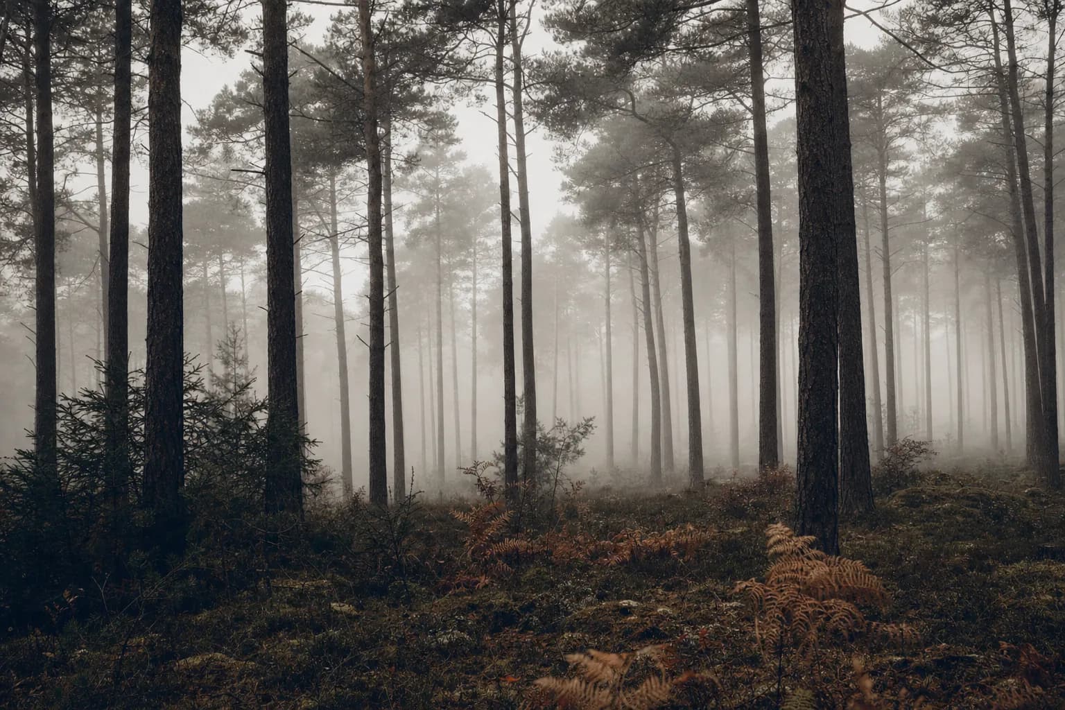 Mist drifting through a pine forest at dawn
